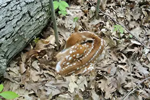 Tail Prints: Camouflaged Fawn