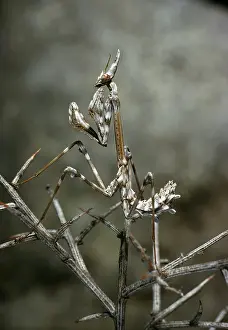 Insect Prints: Camouflaged Mantis Insect on a Branch