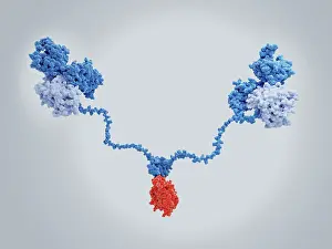 Synapse Prints: The cAMP-dependent protein kinase A in complex with the AKAP anchoring protein