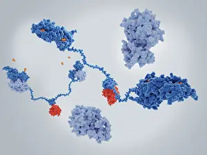 Synapse Prints: The cAMP-dependent protein kinase A in it's active and inactive forms