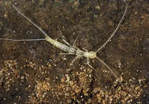2005 Prints: Campodeidae Cave Dipluran
