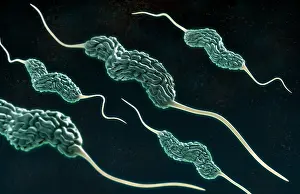 Pathogen Prints: Campylobacter Bacteria, 3D Model