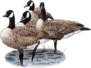 Geese Prints: Canada Geese