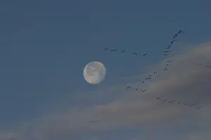 Clouds Prints: Canada Geese at moon set