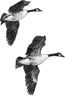 Flying Prints: Canadian Geese