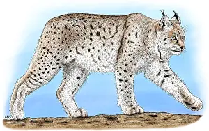 Canadensis Prints: Canadian Lynx