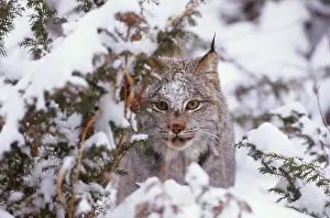 Winter Prints: Canadian lynx
