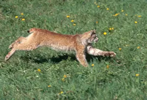 Cats Prints: Canadian Lynx
