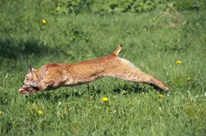 Misc 2 Prints: Canadian lynx