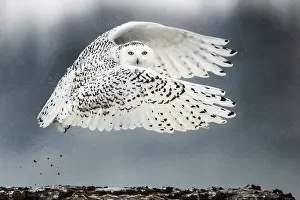 Away Prints: Canadian Snowy Owl (Bubo scandiacus)