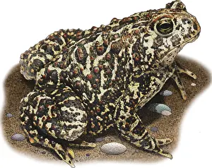 March Prints: Canadian Toad, Illustration