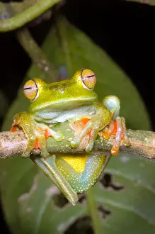 2007 Prints: Canal Zone Tree Frog