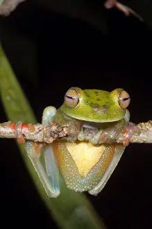 2007 Prints: Canal Zone Tree Frog