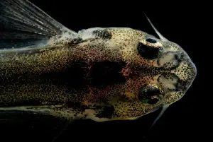 Candiru Catfish