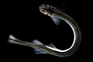 Candiru Catfish