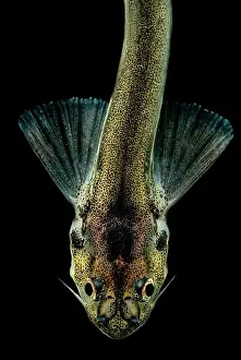 Urethra Prints: Candiru Catfish