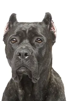 Studio Prints: Cane Corso Dog