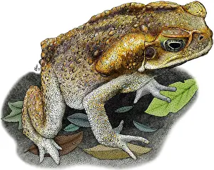 True Prints: Cane Toad
