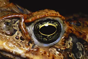 Details Prints: Cane Toad Eye