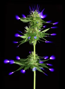 Drugs Prints: Cannabis bud and electrostatic discharge