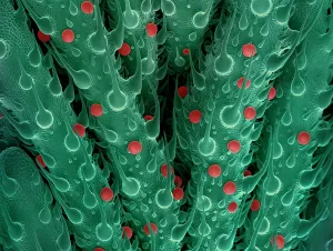 False Prints: Cannabis Leaf SEM