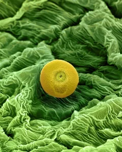 Nature, History, Science Prints: Cannabis Pollen