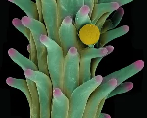 Drugs Prints: Cannabis Pollen in Stigma