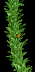 Nature, History, Science Prints: Cannabis Pollen in Stigma