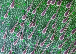 Sems Prints: Cannabis Seedling Leaf, SEM