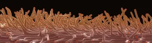Structure Prints: Cannabis Stigma, scanning electron micrograph