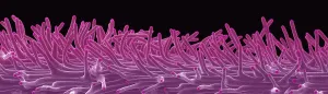 Structure Prints: Cannabis Stigma, scanning electron micrograph