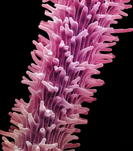 Structure Prints: Cannabis Stigma, scanning electron micrograph
