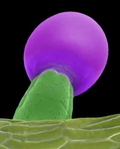 False Prints: Cannabis Trichome SEM