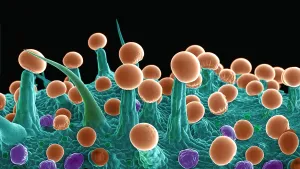 False Prints: Cannabis Trichomes, scanning electron micrograph