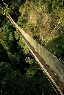 Field Prints: Canopy Walkway
