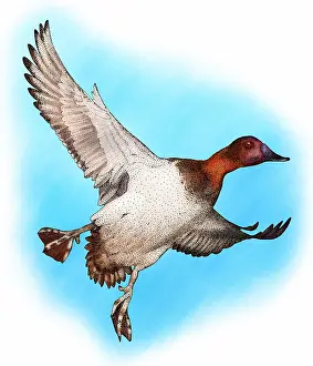 Flight Prints: Canvasback duck
