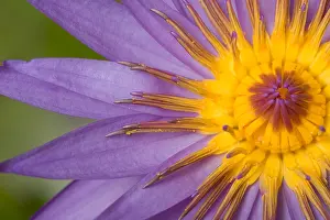 Nature Prints: Cape Blue Waterlily (Nymphaea capensis)
