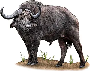 Cape Prints: Cape Buffalo