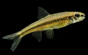 Cape Prints: Cape Fear Shiner (Notropis mekistocholas)