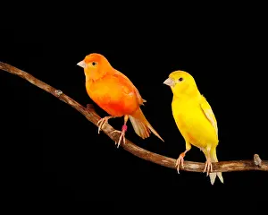 Yellow Prints: Captive domestic Canary Portrait