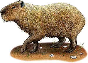 Rodentia Prints: Capybara