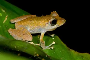 Development Prints: Carabaya Robber Frog