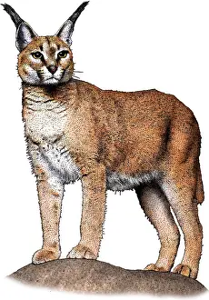 Carnivore Prints: Caracal