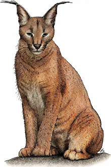 Lynx Prints: Caracal