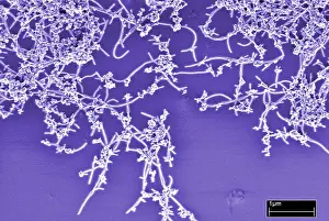 Scale Prints: Carbon Nanotubes