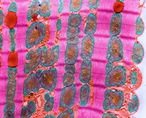 Rabbit Prints: Cardiac Muscle, TEM