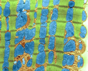 Fibers Prints: Cardiac Muscle, TEM