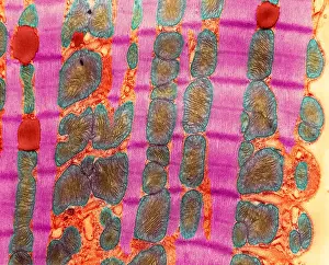 Fibers Prints: Cardiac Muscle, TEM