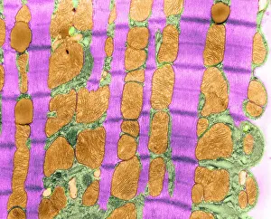 Fibers Prints: Cardiac Muscle, TEM