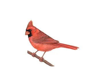 Perching Prints: Cardinal